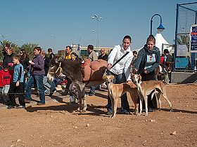 dogs breeders dog pictures