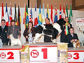honden fokkers en hond foto's