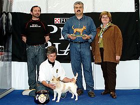dogs breeders dog pictures