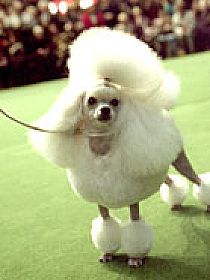 dogs breeders dog pictures