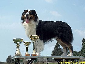 dogs breeders dog pictures