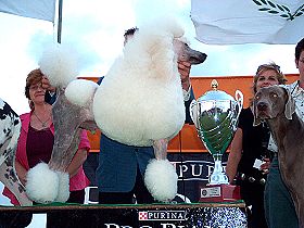 dogs breeders dog pictures