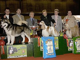 chien �leveurs chiens photos