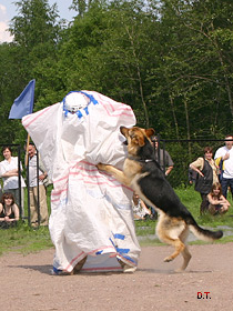 dogs breeders dog pictures
