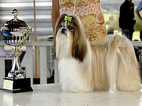 dogs breeders dog pictures