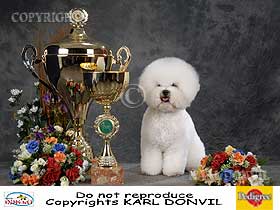 dogs breeders dog pictures