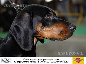 dogs breeders dog pictures
