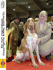 dogs breeders dog pictures