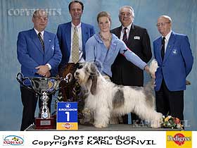dogs breeders dog pictures
