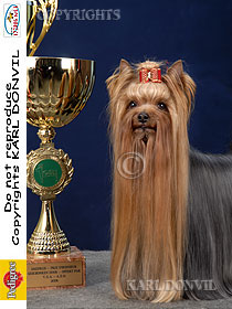 dogs breeders dog pictures
