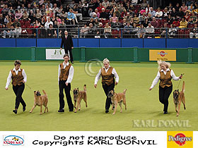 dogs breeders dog pictures