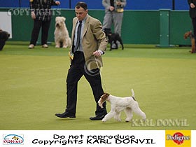 honden fokkers en hond foto's