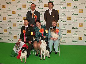 chien �leveurs chiens photos