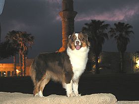 dogs breeders dog pictures