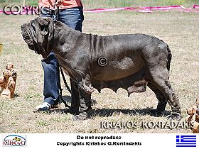 chien �leveurs chiens photos