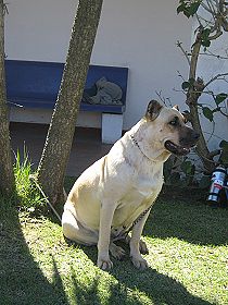 dogs breeders dog pictures