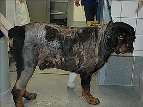 chien �leveurs chiens photos
