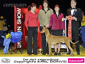 honden fokkers en hond foto's