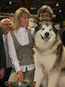 chien �leveurs chiens photos