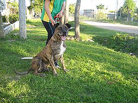 chien �leveurs chiens photos