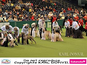 dogs breeders dog pictures
