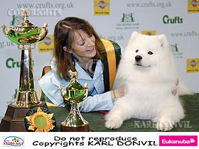chien �leveurs chiens photos