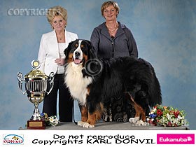 dogs breeders dog pictures