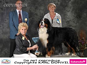 dogs breeders dog pictures