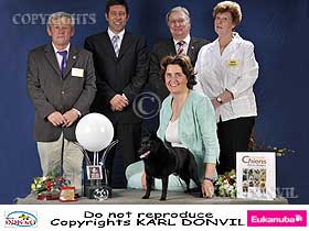 dogs breeders dog pictures