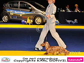 chien �leveurs chiens photos