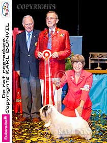 dogs breeders dog pictures