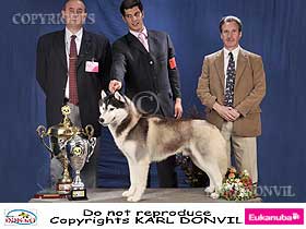 chien �leveurs chiens photos
