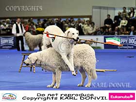 dogs breeders dog pictures