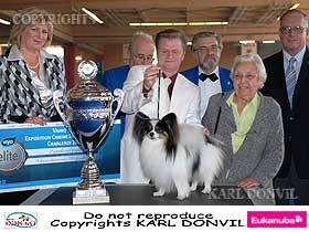 dogs breeders dog pictures