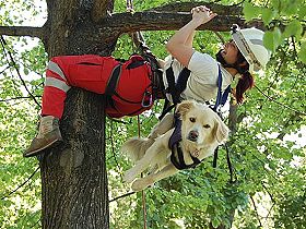 dogs breeders dog pictures