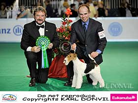 dogs breeders dog pictures