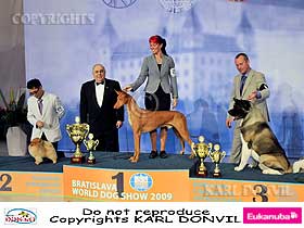 dogs breeders dog pictures