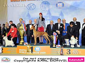 dogs breeders dog pictures