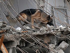 chien �leveurs chiens photos