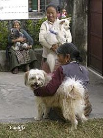dogs breeders dog pictures