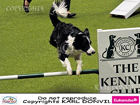 honden fokkers en hond foto's