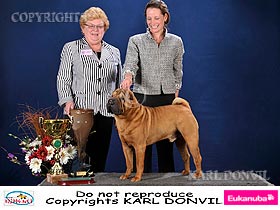 chien �leveurs chiens photos