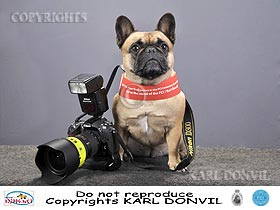 honden fokkers en hond foto's