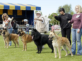 chien �leveurs chiens photos