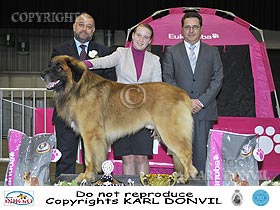 dogs breeders dog pictures