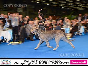 chien �leveurs chiens photos