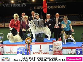 chien �leveurs chiens photos