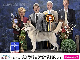 chien �leveurs chiens photos