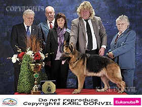 chien �leveurs chiens photos