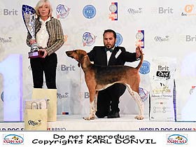 dogs breeders dog pictures